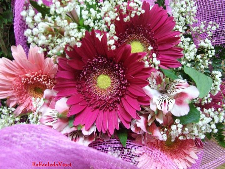 gerbera 28giu07 (2).jpg